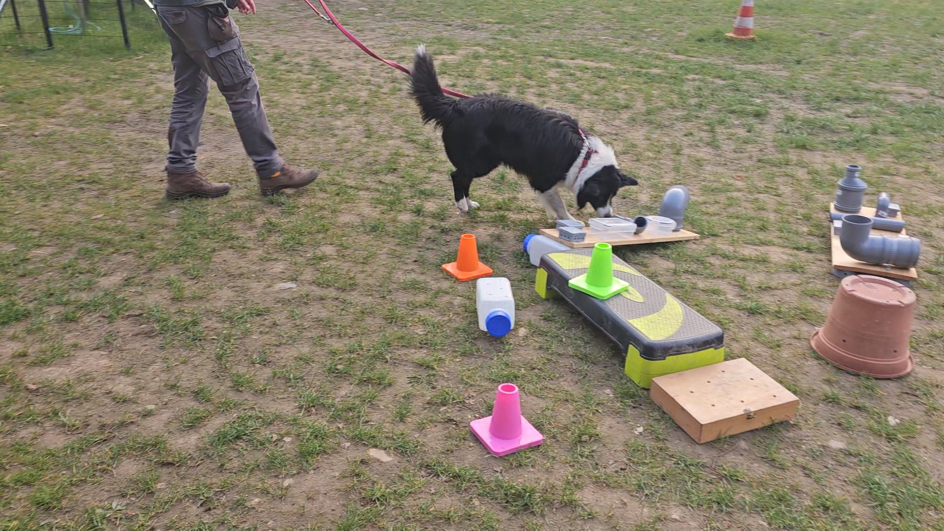 Häufige Beschäftigungsfehler bei Hunden - weniger ist oft mehr
