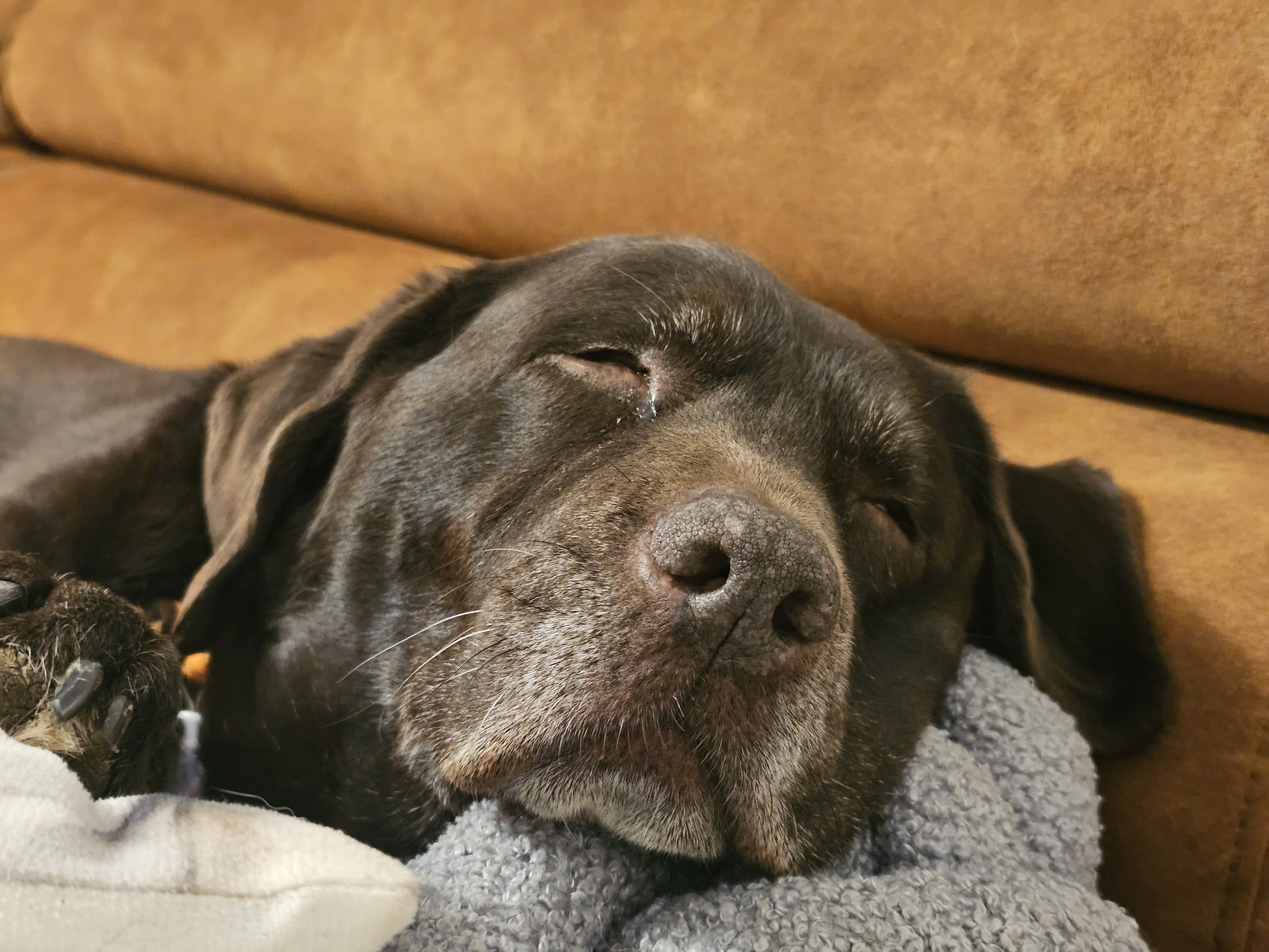 Warum Regeln zu Hause die Grundlage für einen entspannten Hund sind