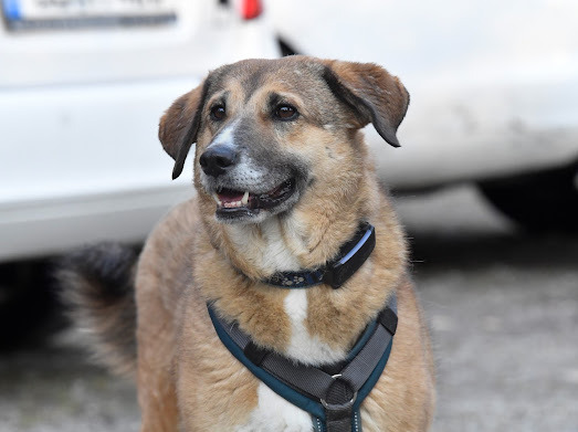 Was ist die 3-3-3-Regel bei Hunden?