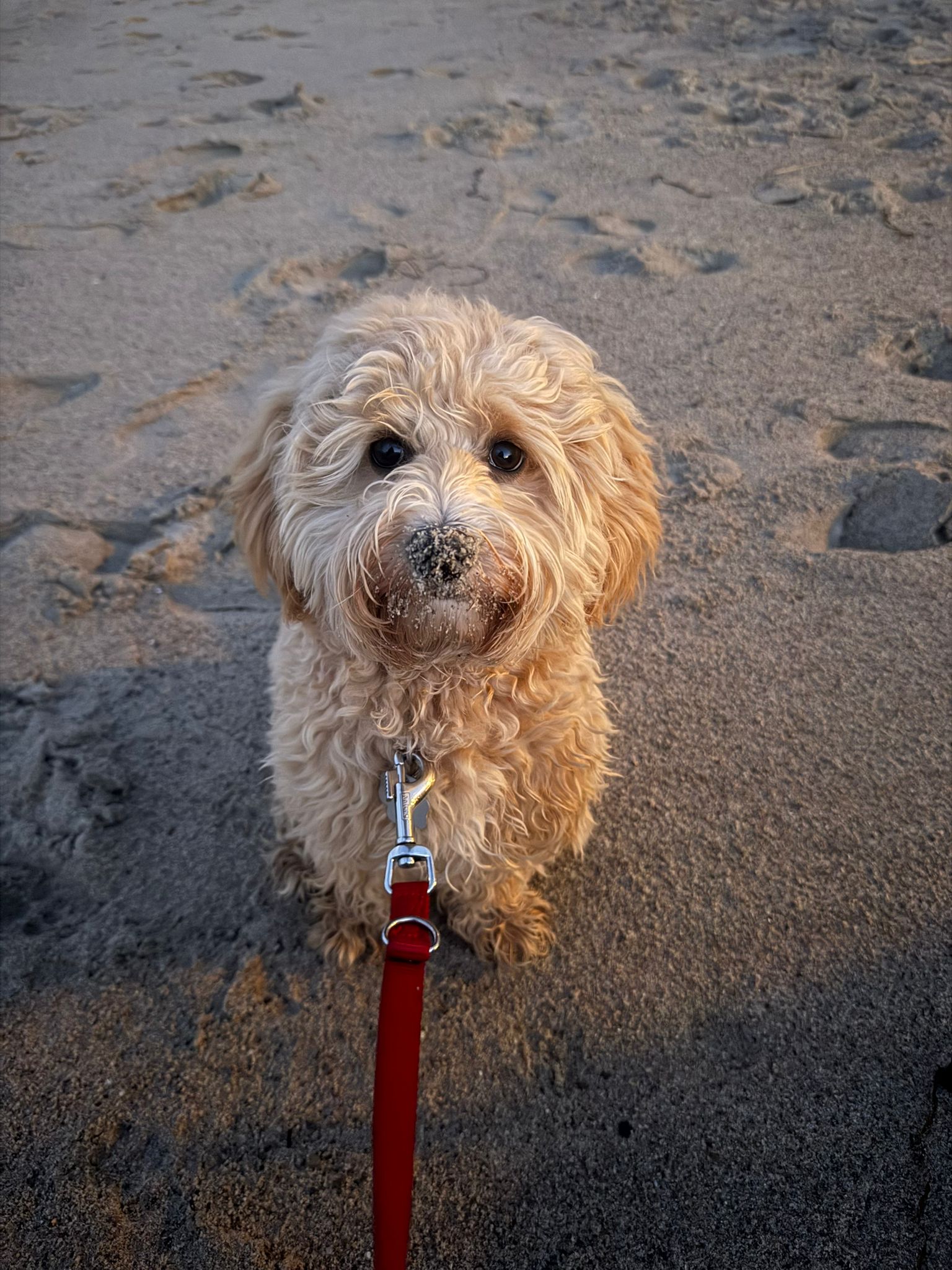Warum es bei uns faires Hundetraining gibt